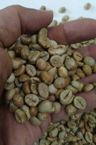 Robusta Natural Process2